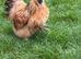 Silkie Cockrel free for rehome