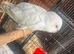 Stunning albino quaker