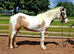 14.2hh 3 year old Cob X
