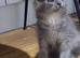 Maine Coon Kittens *Ready to leave