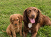 Cockapoo pups