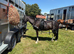 13.3 14 year old ride and drive Hackney x Welsh gelding