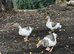 Beautiful geese for sale