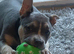 Male pocket American bully cross