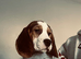 15 week old beagle
