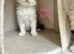 Persian kittens. Beautiful doll faced