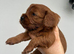 Fox Red Cavapoo Pups