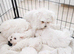 Gorgeous Maltese puppies looking for new homes, 1 boy and 1 girl