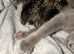5 British  Shorhair x Maine coon kittens