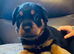 Ready now !! 2 Gorgeous full pedigree Rottweiler puppies