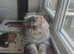 Stun̈ning Blue Cream Tabby Female