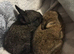 Baby rabbits for sale