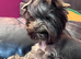 Chocolate male Yorkshire terrier