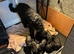 Ready to this weekendONE RESERVED .SIX STUNNING STANDARD POODLES