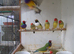 GOULDIAN AND STAR FINCHES FOR SALE