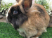 Black harliquin lionhead Doe