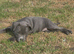 Staffordshire bull terrier girl