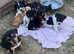 Jack Russell cross Dachshund puppies