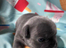 Blue french bull dog pups