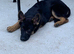 Blue German Shepherd puppies