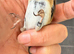 BBC rings 2025 male goldfinches