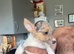 I have Some chihuahua cross jack pups