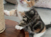 Two Adorable Kittens Available Now