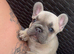 French bulldog puppies