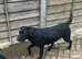 2 year old lab