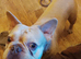 French bulldog! 2yrs old. Pedigree,but no papers. Looking to use as stud dog. Excellent health fitness . breathing. Beautiful male dog