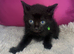 5 beautiful kittens ready to go