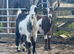 3 wether pet goats