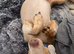 STEFAN A beautiful Dachshund boy with a loving heart, looking for a family to call his own
