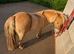 6 year old chestnut dun registered mini shetland
