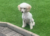 Gorgeous Male Toy Poodle
