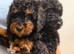 Small miniature poodle puppies