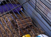 female rats