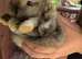 Mixed breed lionheads babies