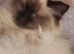 Female Ragdoll cat