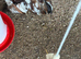 Chicken cockerels over 12 mouth old needs new home