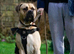 SHYLO — AFRICAN BOERBOEL STUD