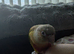 Silly tame pineapple conure