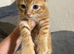 Beautiful peach and ginger maincoone/British shorthair kittens for sale