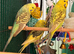young budgies available pied green male & female