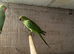 Ring necks for sale