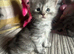 Full Maine Coon Kittens For Sale - 5 left