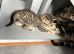 Kitten
