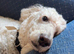 Poodle cross / poodle