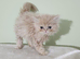 Pure Persian kittens for sale