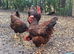 Day old rhode island red  chicks